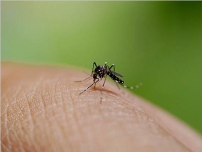 Over 58,000 dengue cases, 38 deaths reported in Sri Lanka this year over-58,000-dengue-cases,-38-deaths-reported-in-sri-lanka-this-year