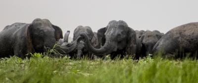 Elephant population in TN increases by 200 in six years elephant-population-in-tn-increases-by-200-in-six-years