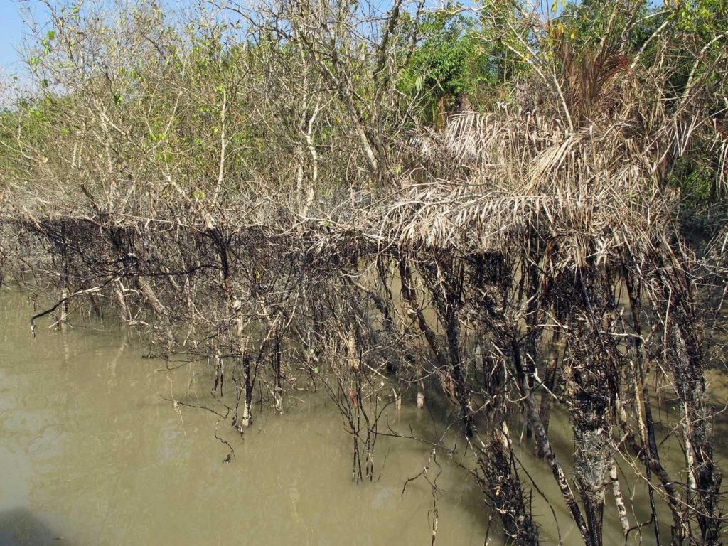 forest-dept-to-open-exclusive-nursery-for-mangrove-saplings-in-tn’s-ramanathapuram