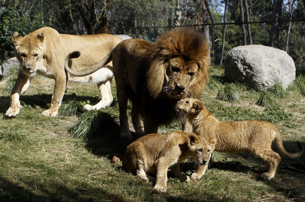 world-lion-day-celebrations-to-take-place-across-gujarat-on-august-10