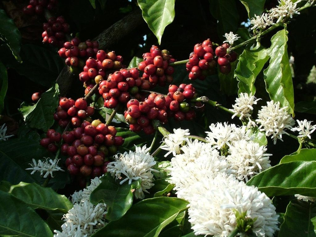 coffee-planters-in-karnataka-heave-sigh-of-relief-as-prices-go-up,-cup-of-coffee-to-cost-more