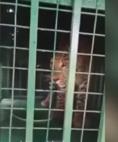 Leopard caged in UP’s Bijnor to be sent to zoo leopard-caged-in-up’s-bijnor-to-be-sent-to-zoo