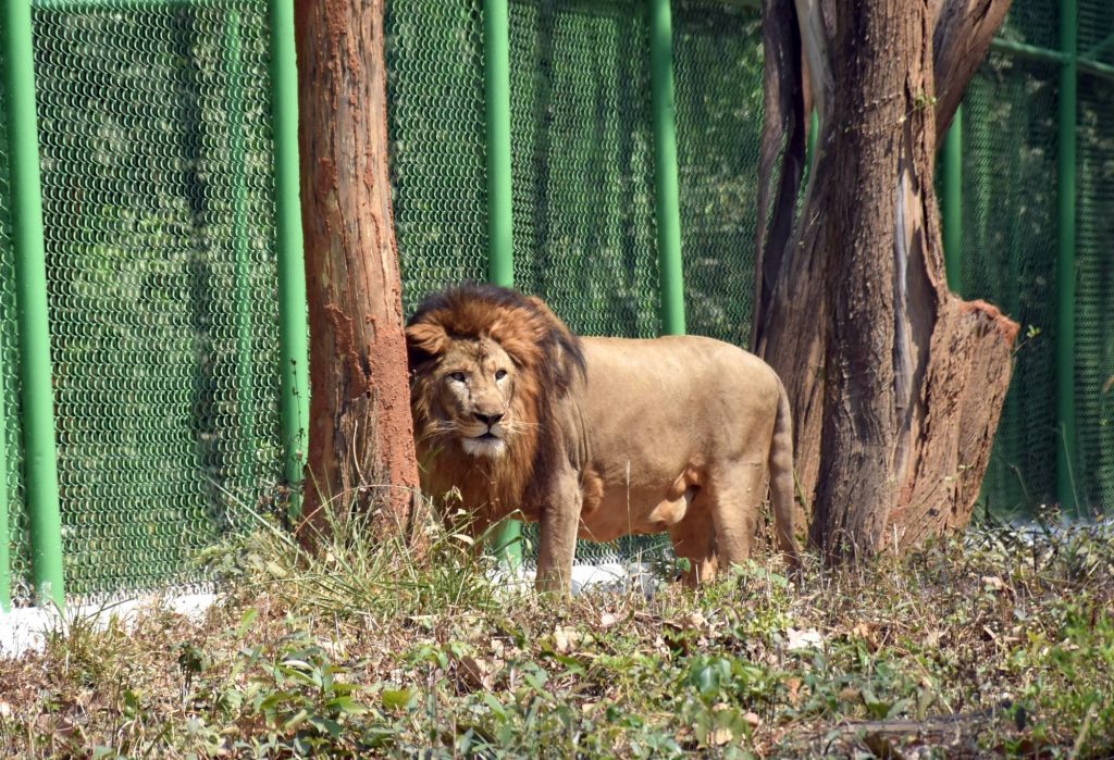 Lucknow Zoo to get Asiatic lion from Tirupati lucknow-zoo-to-get-asiatic-lion-from-tirupati