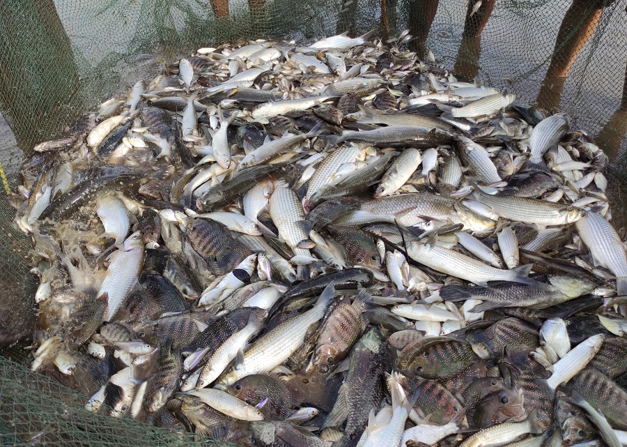 Goa BJP MLA suggests to invent ‘test strip’ to check formalin in fish goa-bjp-mla-suggests-to-invent-‘test-strip’-to-check-formalin-in-fish