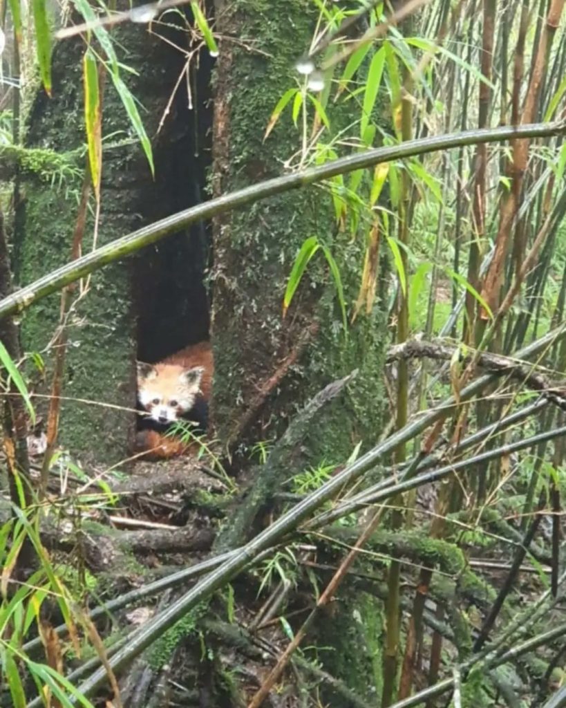 red-panda,-snow-leopard-give-birth-to-cubs-in-darjeeling