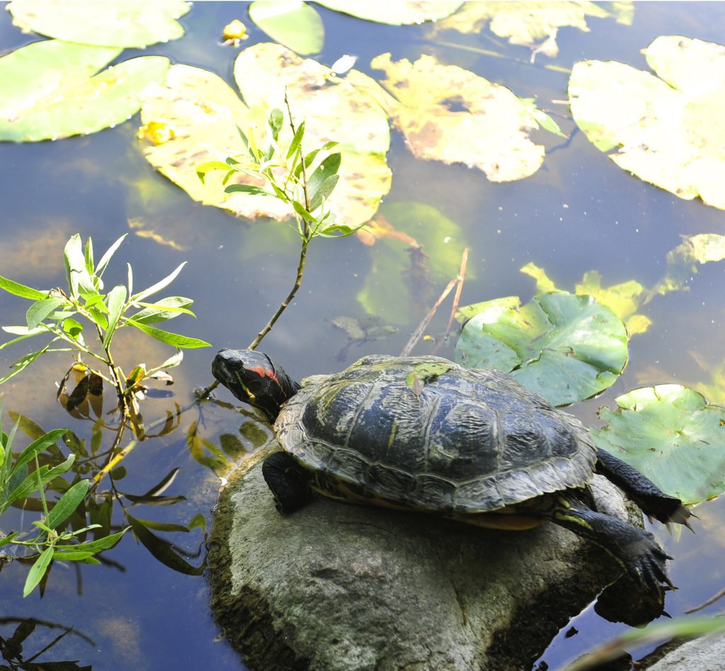 ptr-launches-plan-for-turtle-conservation,-identification