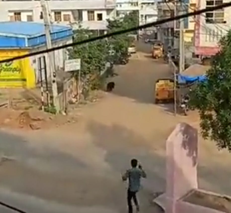 Bear that created panic in Telangana’s Karimnagar captured bear-that-created-panic-in-telangana’s-karimnagar-captured