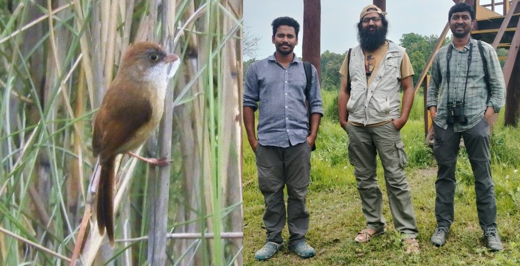 Rediscovery of bird thought to be extinct pinpoints need for grasslands rediscovery-of-bird-thought-to-be-extinct-pinpoints-need-for-grasslands