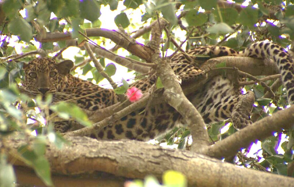 two-leopards-caught-in-up’s-bijnor-forest