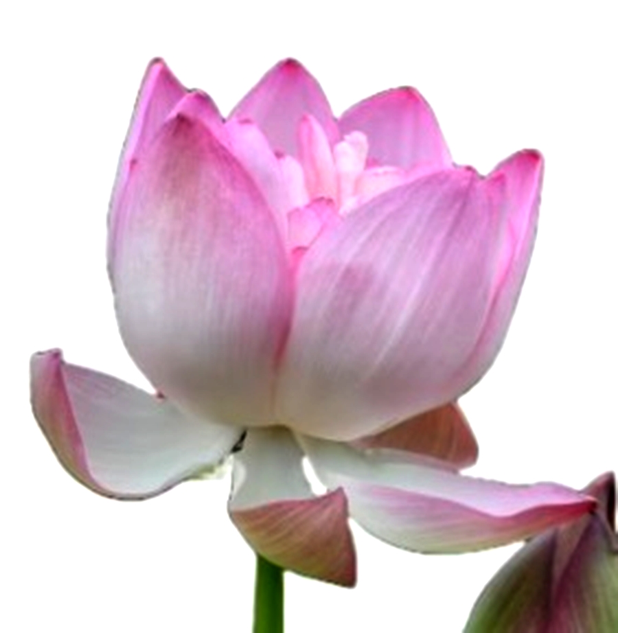csir-nbri-launches-lotus-flower-with-108-petals