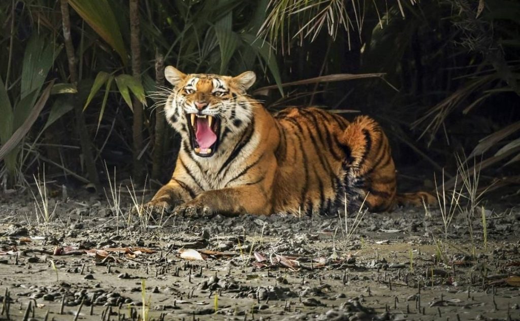 bengal-to-set-up-super-specialty-hospital-for-tigers-in-sunderbans