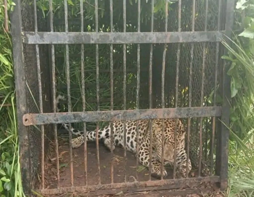 another-leopard-trapped-on-trekking-route-to-tirumala-temple
