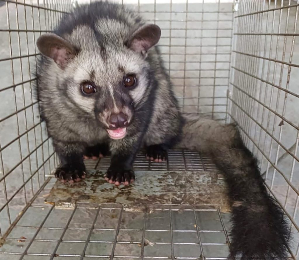 wild-civet-rescued-from-agra-air-force-station