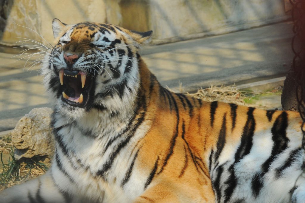 dots-pole-syringe-for-animals-with-reduced-trauma,-increased-accuracy