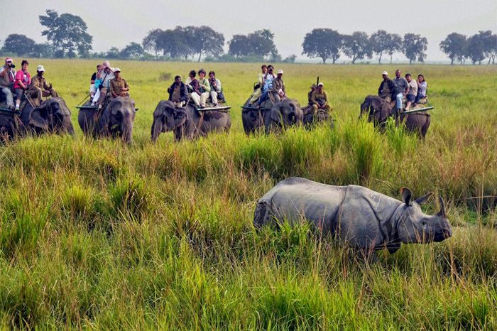Roaming space for rhinos to be increased at Jaldapara National Park roaming-space-for-rhinos-to-be-increased-at-jaldapara-national-park