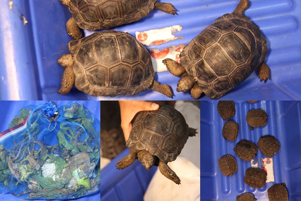 Customs officials rescue different species of wild animals at Bengaluru airport customs-officials-rescue-different-species-of-wild-animals-at-bengaluru-airport