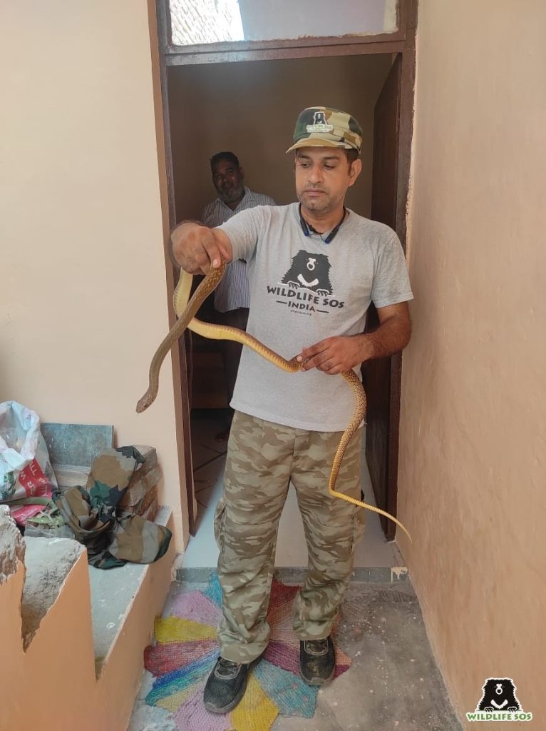 5-foot Indian rat snake rescued from refrigerator stand in Agra 5-foot-indian-rat-snake-rescued-from-refrigerator-stand-in-agra