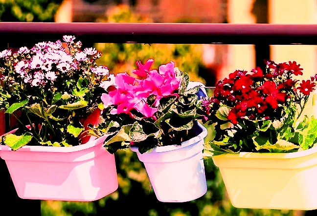 Delhi gears up for G-20 Summit; 6.75L flower, foliage pots to adorn roads, venues delhi-gears-up-for-g-20-summit;-6.75l-flower,-foliage-pots-to-adorn-roads,-venues