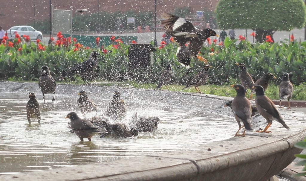 Bird species declining in India, says Jairam Ramesh bird-species-declining-in-india,-says-jairam-ramesh