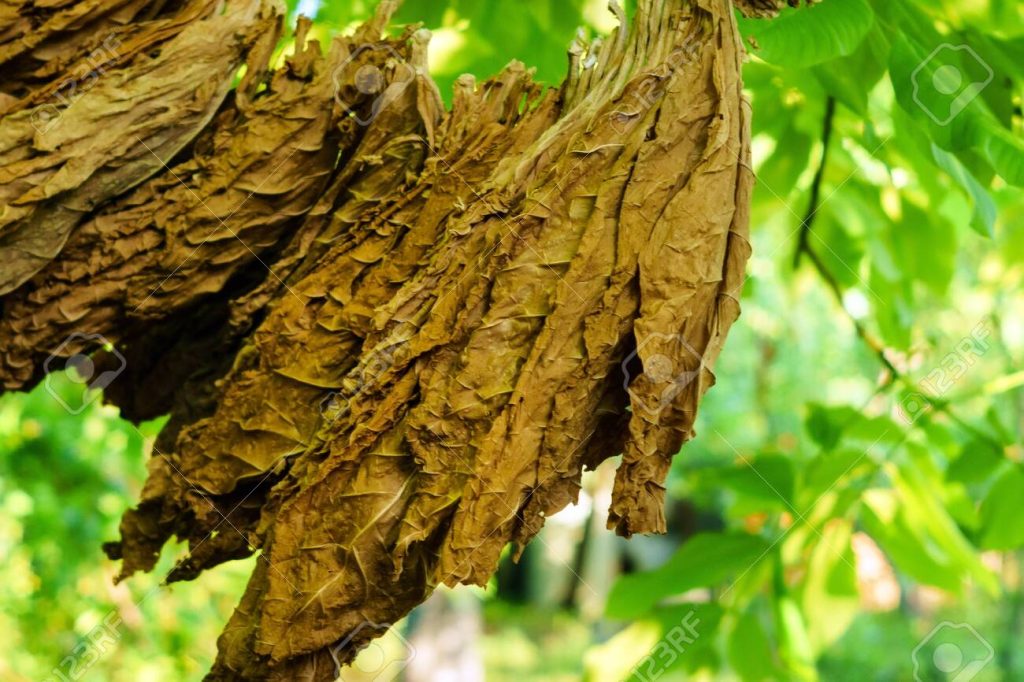 ‘too-early-to-say’,-docs-on-tobacco-leaf-derivative-shown-to-treat-cancer