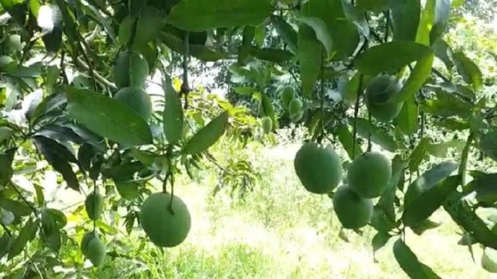 felling-of-mango,-five-other-tree-species-banned-in-himachal