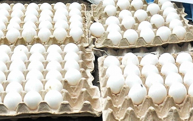 Sri Lanka to import over 92mn eggs from India sri-lanka-to-import-over-92mn-eggs-from-india
