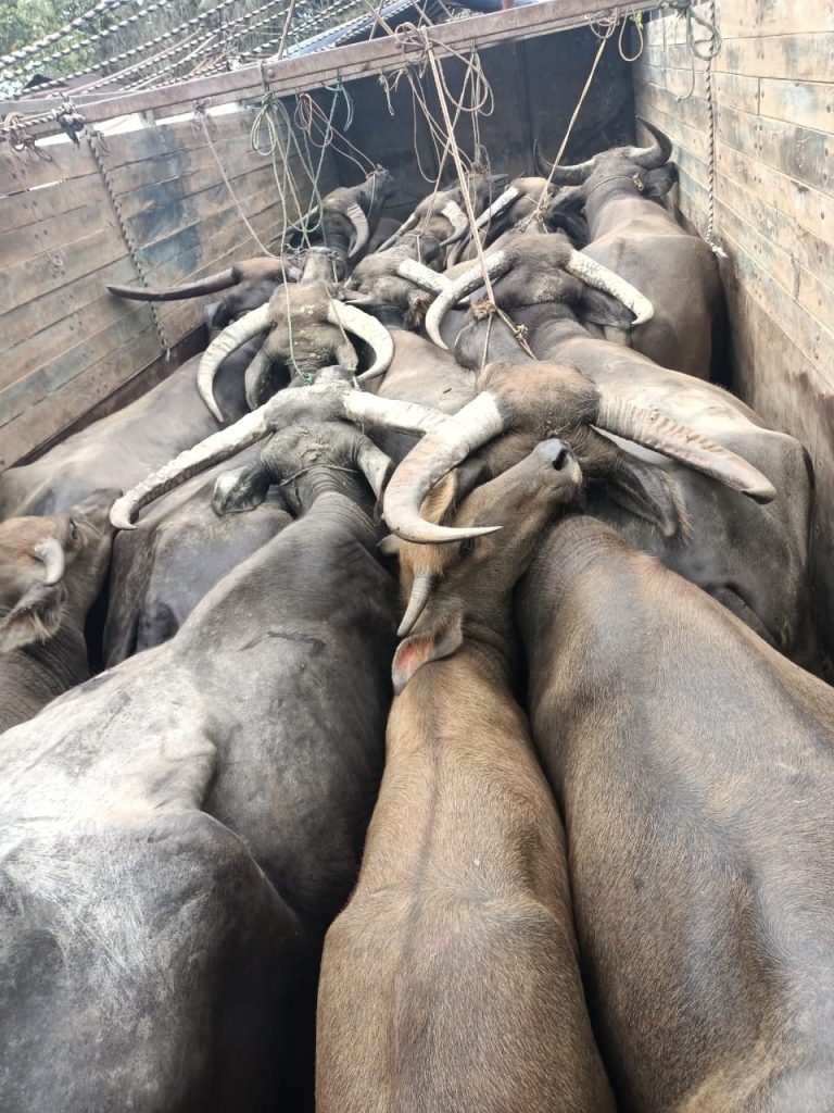 five-cattle-smugglers-held-in-up,-38-bulls-recovered