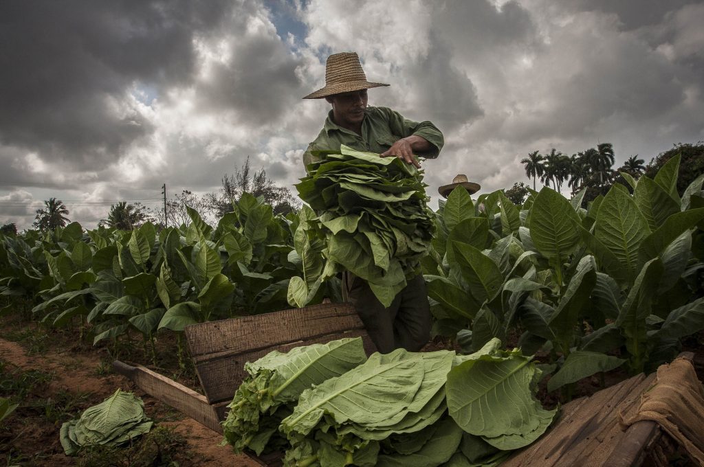 tobacco-leaves-causing-cancer,-can-also-combat-it:-study