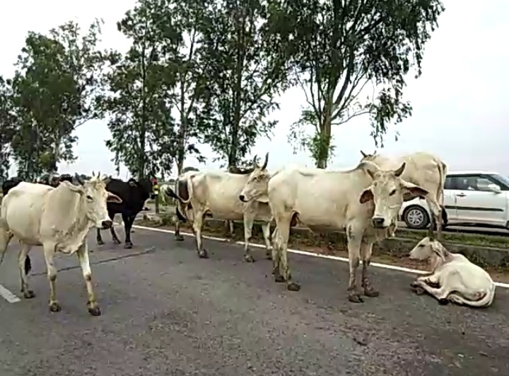 UP: Owners to face action if they abandon cattle up:-owners-to-face-action-if-they-abandon-cattle