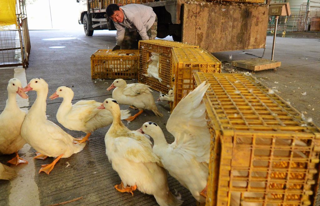 New mutational changes in bird flu virus may signal next pandemic: Study new-mutational-changes-in-bird-flu-virus-may-signal-next-pandemic:-study