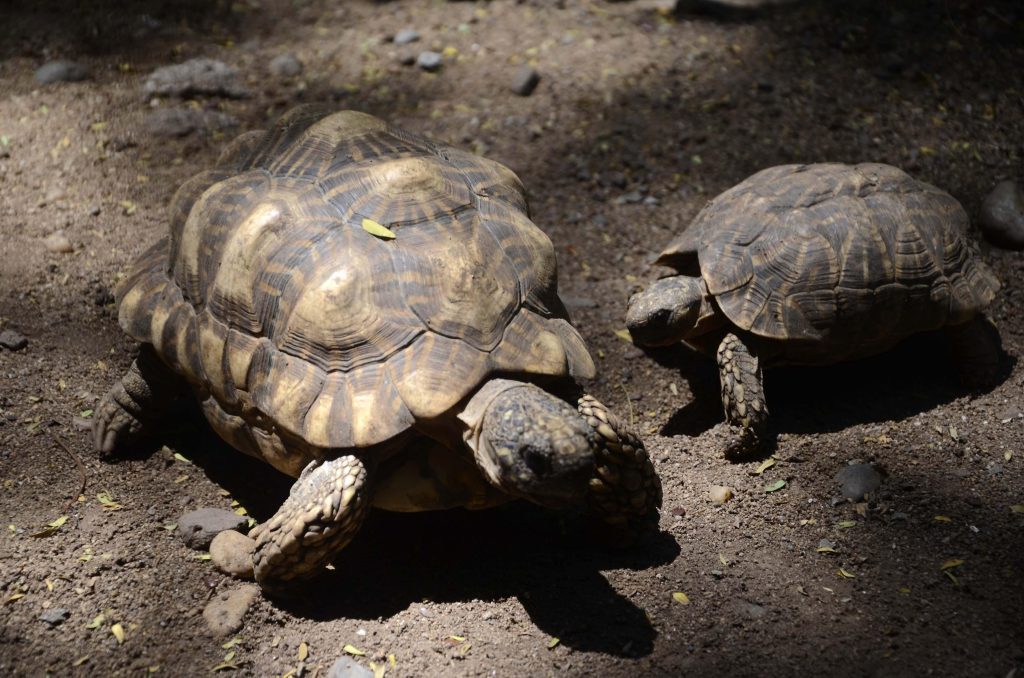 Campaign launched in Bihar against people keeping tortoises as pets campaign-launched-in-bihar-against-people-keeping-tortoises-as-pets