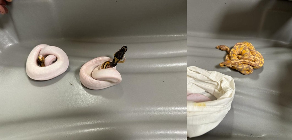 Man with 12 pythons arrested at Chennai airport man-with-12-pythons-arrested-at-chennai-airport