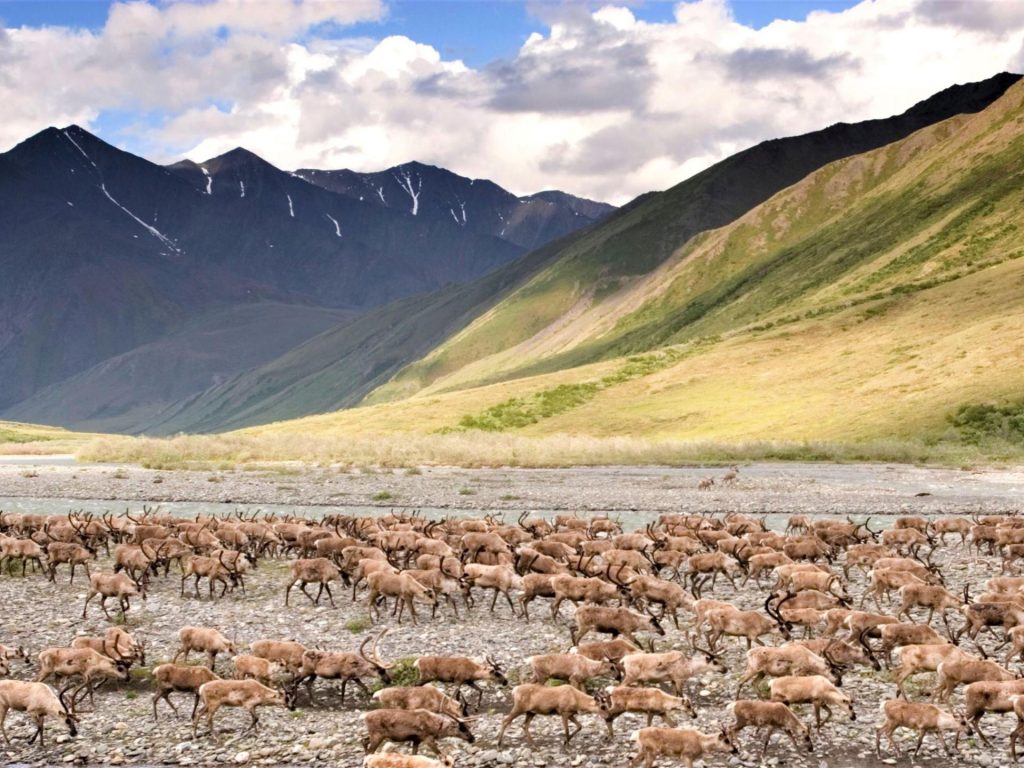 biden-cancels-oil,-gas-leases-in-alaskan-wildlife-refuge