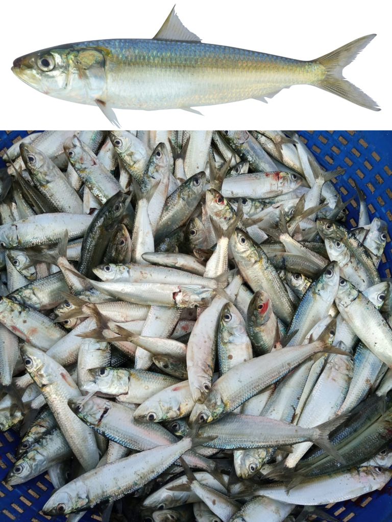 CMFRI scientists unearth genome secrets of ‘Indian oil sardine’ fish cmfri-scientists-unearth-genome-secrets-of-‘indian-oil-sardine’-fish