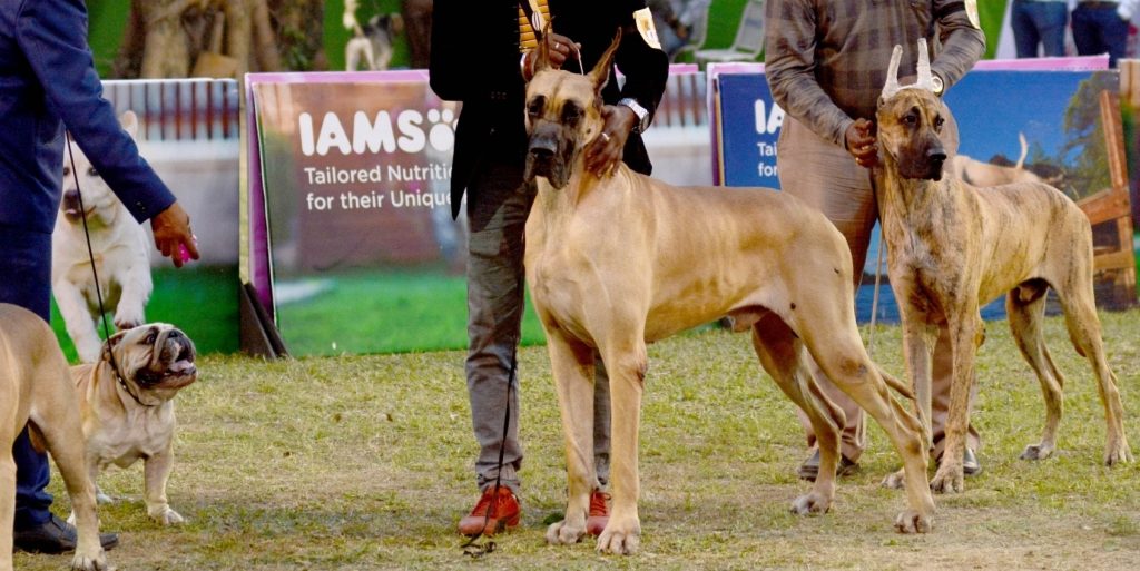 Lucknow to get two new crematoriums for stray and pet dogs lucknow-to-get-two-new-crematoriums-for-stray-and-pet-dogs