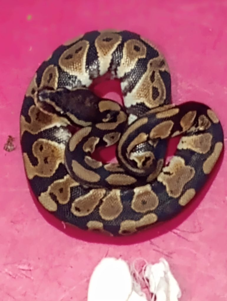 72-exotic-snakes-rescued-at-bengaluru-airport,-6-capuchin-monkeys-found-dead