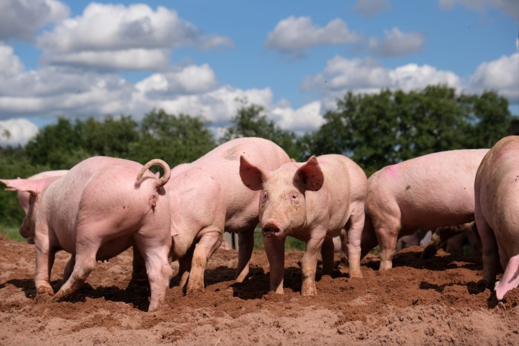Sweden restricts vast area after African swine fever discovered sweden-restricts-vast-area-after-african-swine-fever-discovered