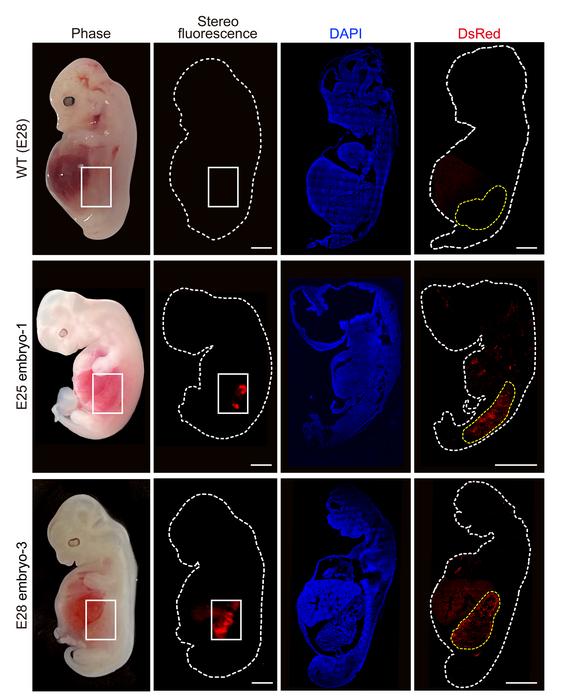 World’s first human-like kidneys in grown pigs world’s-first-human-like-kidneys-in-grown-pigs