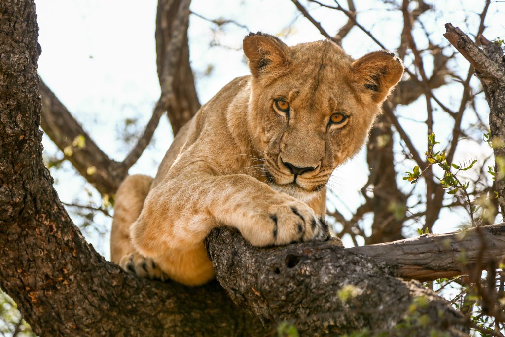 Lioness kills 5-year-old girl in Gujarat village lioness-kills-5-year-old-girl-in-gujarat-village