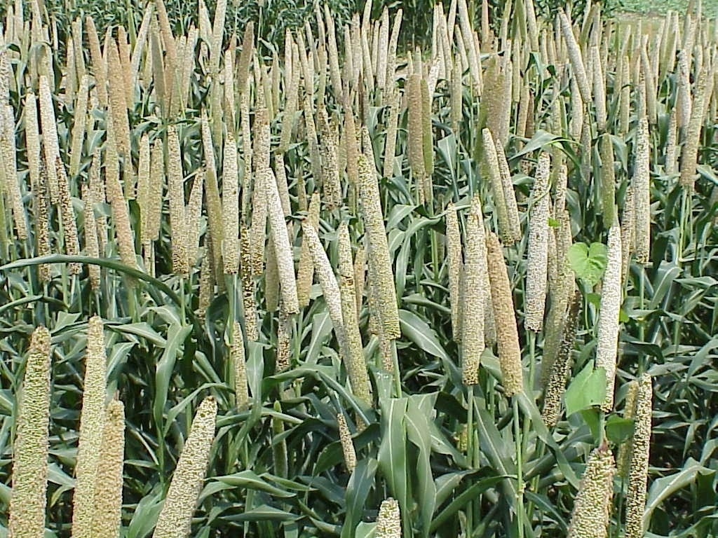 warming-climate-sparks-changes-in-india’s-pearl-millet-farming-zones:-study