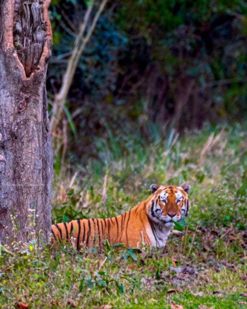 tn-forest-department-sets-up-20-member-team-to-probe-death-of-two-tigers