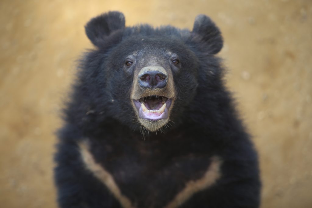 bear-attacks-in-japan-hit-record-high