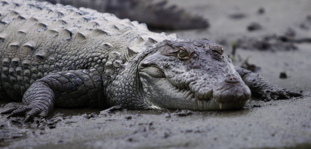 over-70-crocodiles-escape-chinese-farm-amid-heavy-flooding