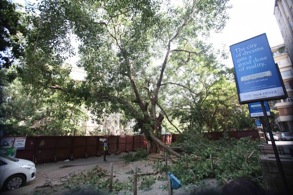 no-permission-will-be-granted-to-chop-down-trees-for-construction-of-houses:-delhi-hc