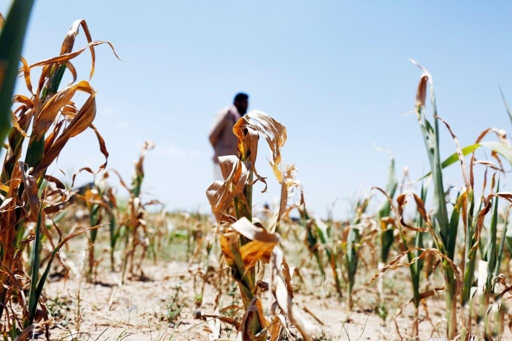 Farmers reel from drought as climate change takes toll in Yemen farmers-reel-from-drought-as-climate-change-takes-toll-in-yemen
