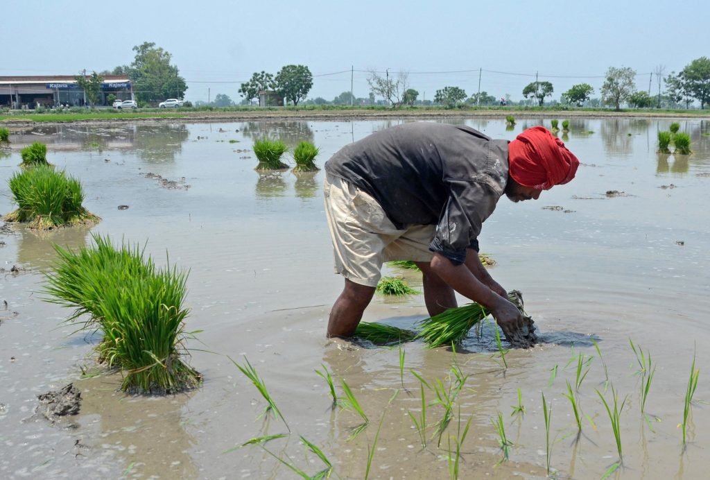 haryana-push-to-pull-farmers-out-of-paddy-wheat-rice-cycle,-save-water