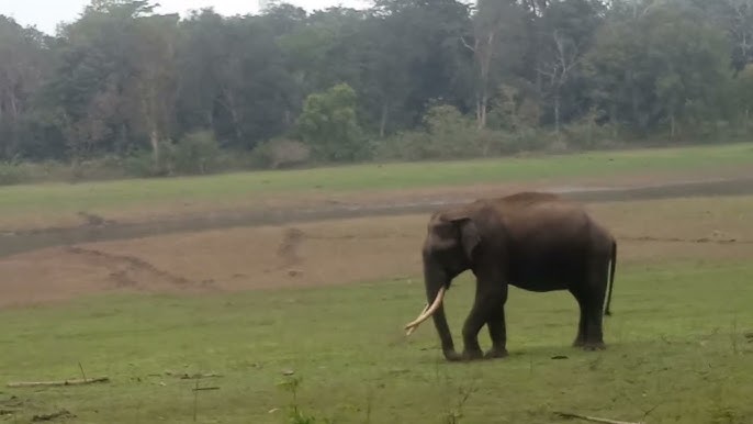 Forest Department employee trampled to death by wild elephant in Maharashtra forest-department-employee-trampled-to-death-by-wild-elephant-in-maharashtra