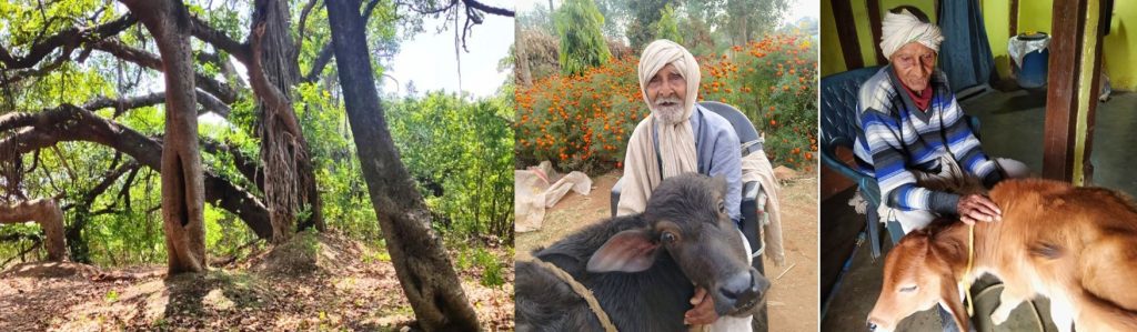 the-tree-that-never-dies-losing-out-in-race-for-survival