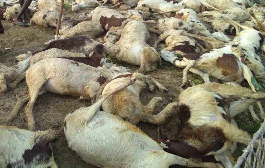 40-sheep-&-goats-perish-in-lightning-strike-in-j&k’s-ramban