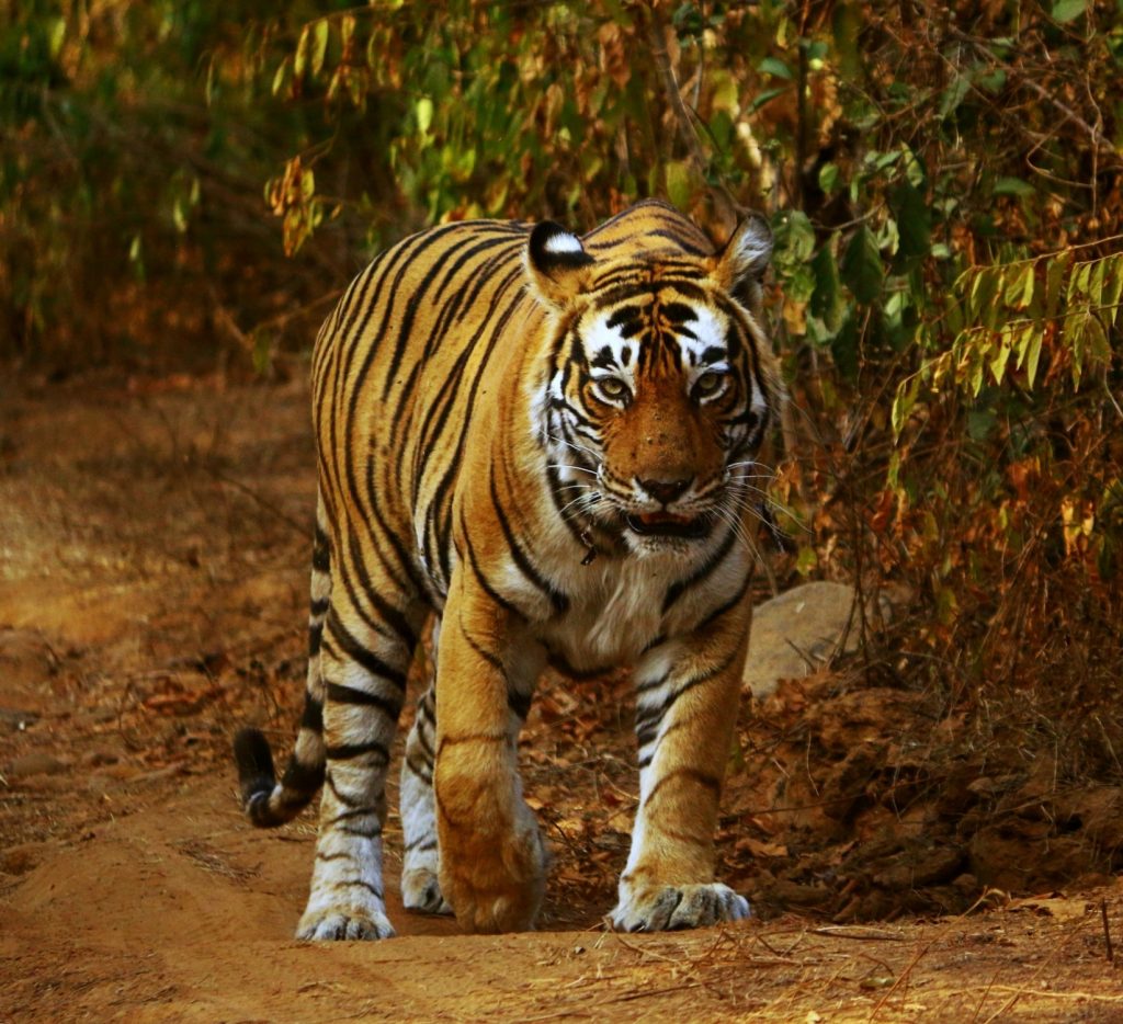 tn-forest-dept-for-annual-monitoring-of-tiger-population-in-nilgiris-after-10-big-cats-die-in-a-month